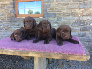 Photo №1. golden retriever, labradoodle, labrador retriever - for sale in the city of Wolfsburg | 216$ | Announcement № 135212