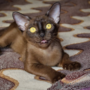 Photo №1. burmese cat - for sale in the city of St. Petersburg | 483$ | Announcement № 24283
