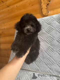 Additional photos: Teddy poodle China mini size