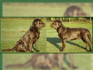 Photo №1. labrador retriever - for sale in the city of Walsrode | 996$ | Announcement № 850