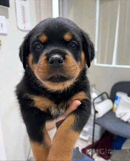 Photo №1. rottweiler - for sale in the city of Helsinki | 465$ | Announcement № 161021