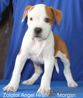 Photo №1. american staffordshire terrier - for sale in the city of Yekaterinburg | negotiated | Announcement № 24222
