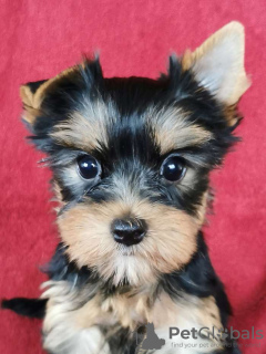 Photo №1. yorkshire terrier - for sale in the city of Geneva | Is free | Announcement № 55712