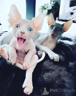 Photo №2 to announcement № 158954 for the sale of sphynx-katze - buy in Poland private announcement