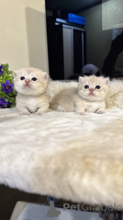 Photo №1. munchkin - for sale in the city of Tashkent | negotiated | Announcement № 168801