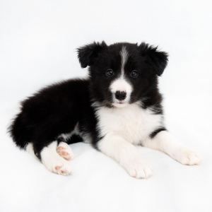 Photo №2 to announcement № 5296 for the sale of border collie - buy in Russian Federation breeder