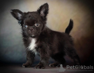 Photo №2 to announcement № 35881 for the sale of chihuahua - buy in Russian Federation breeder