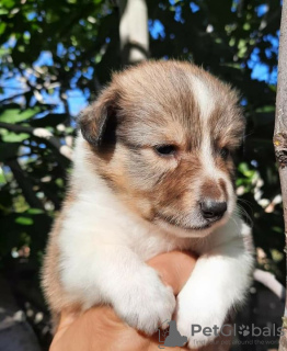 Photo №2 to announcement № 8168 for the sale of shetland sheepdog - buy in Russian Federation breeder
