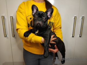 Photo №4. I will sell french bulldog in the city of Kiev. private announcement - price - 845$