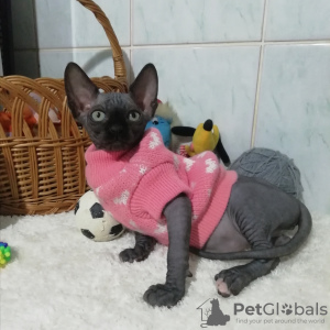Photo №1. sphynx-katze - for sale in the city of Minsk | 592$ | Announcement № 8062
