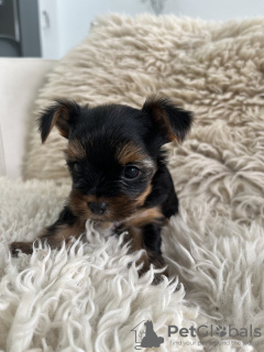 Photo №1. yorkshire terrier - for sale in the city of Jersey City | 450$ | Announcement № 111063