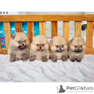 Photo №2 to announcement № 125319 for the sale of pomeranian - buy in Germany private announcement