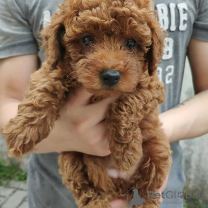 Photo №2 to announcement № 39135 for the sale of poodle (toy) - buy in Anguilla private announcement