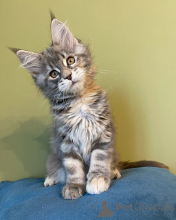 Photo №2 to announcement № 144960 for the sale of maine coon - buy in Germany breeder