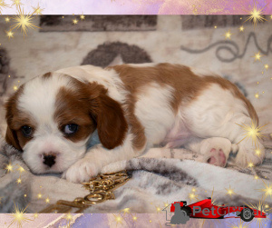 Photo №3. Cavalier King Charles Spaniel - Boy. Belarus