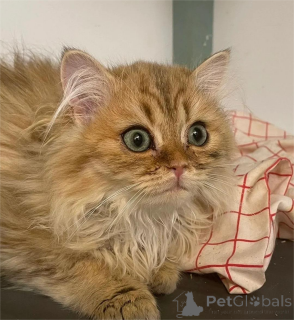 Photo №2 to announcement № 153065 for the sale of persian cat - buy in Germany 