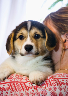 Photo №2 to announcement № 1640 for the sale of welsh corgi - buy in Russian Federation breeder