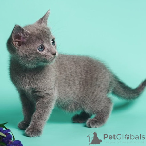 Photo №2 to announcement № 177867 for the sale of russian blue - buy in Latvia 
