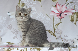 Photo №3. British shorthair kittens.. Russian Federation