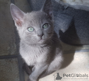 Photo №1. russian blue - for sale in the city of Химки | 363$ | Announcement № 10719
