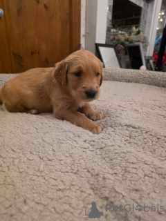 Photo №4. I will sell golden retriever in the city of New York. private announcement - price - 500$