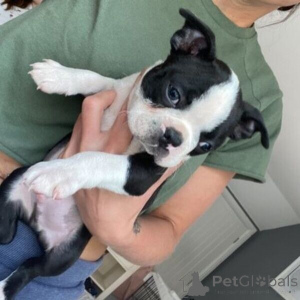 Photo №1. boston terrier - for sale in the city of Stockholm | negotiated | Announcement № 169784