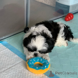 Photo №2 to announcement № 140722 for the sale of shih tzu - buy in Germany breeder