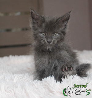 Photo №1. maine coon - for sale in the city of St. Petersburg | 530$ | Announcement № 6453