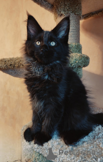 Photo №1. maine coon - for sale in the city of St. Petersburg | 1001$ | Announcement № 176887