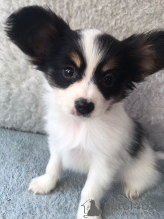 Photo №3. Papillon puppies with Pedigree ready for new homes now. Netherlands