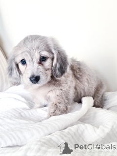 Photo №4. I will sell dachshund in the city of Frankfurt. breeder - price - negotiated