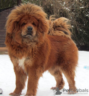Photo №4. I will sell tibetan mastiff in the city of Ciechanów. breeder - price - 1560$