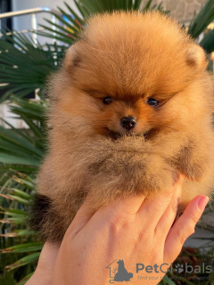 Photo №2 to announcement № 61332 for the sale of pomeranian - buy in Croatia breeder