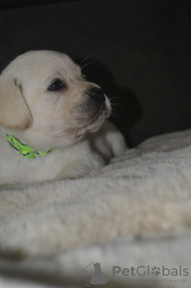 Additional photos: Labrador Retriever