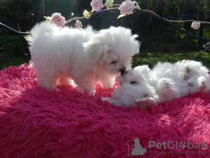 Photo №1. maltese dog - for sale in the city of Rome | 520$ | Announcement № 25880