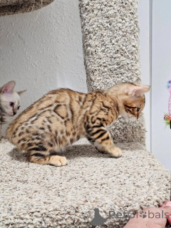 Photo №1. bengal cat - for sale in the city of Hamburg | negotiated | Announcement № 177050