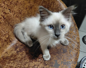 Photo №1. birman - for sale in the city of Hagen | 361$ | Announcement № 177546