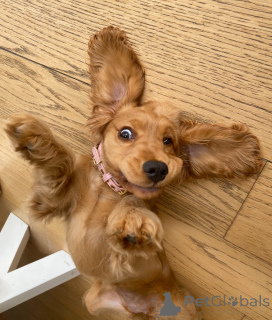 Photo №4. I will sell english cocker spaniel in the city of Andelst. breeder - price - negotiated