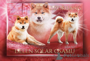 Photo №4. I will sell shiba inu in the city of Wasilków. breeder - price - 2113$