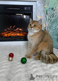 Photo №1. british shorthair - for sale in the city of Сан - Анджело | negotiated | Announcement № 84092