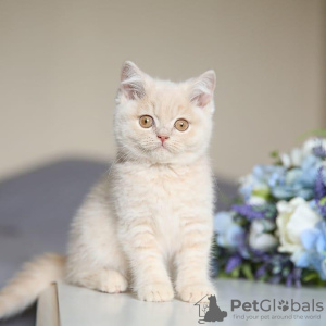 Photo №2 to announcement № 98348 for the sale of british shorthair - buy in Serbia 