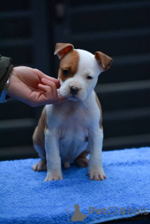 Photo №3. American Staffordshire Terrier puppies. Serbia