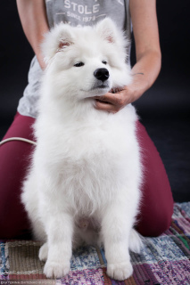 Additional photos: Samoyed. Super Boy