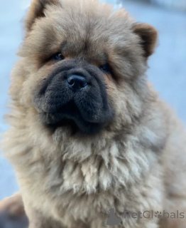 Photo №3. Beautiful Chow Chow Puppies. Czech Republic