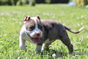 Photo №3. American Bools XL. Russian Federation