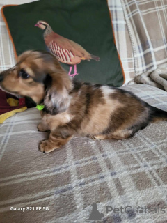 Photo №2 to announcement № 103870 for the sale of dachshund - buy in United States private announcement