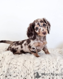 Photo №1. dachshund - for sale in the city of New York | 750$ | Announcement № 143783