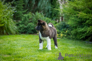 Photo №4. I will sell american akita in the city of Dnipro. breeder - price - 1414$