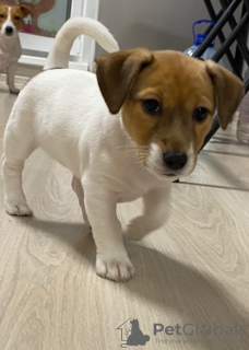 Photo №2 to announcement № 13858 for the sale of jack russell terrier - buy in Russian Federation breeder