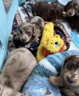 Photo №3. Cute Wire-Haired Dachshund Puppies Unique & Full of Character!. Germany